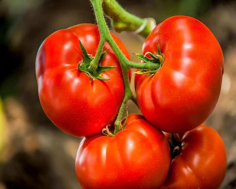 nutrien tomato