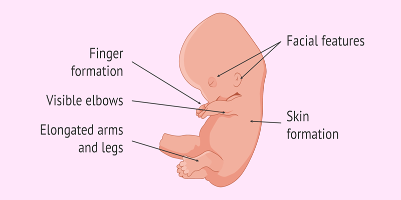 hamil 8 minggu