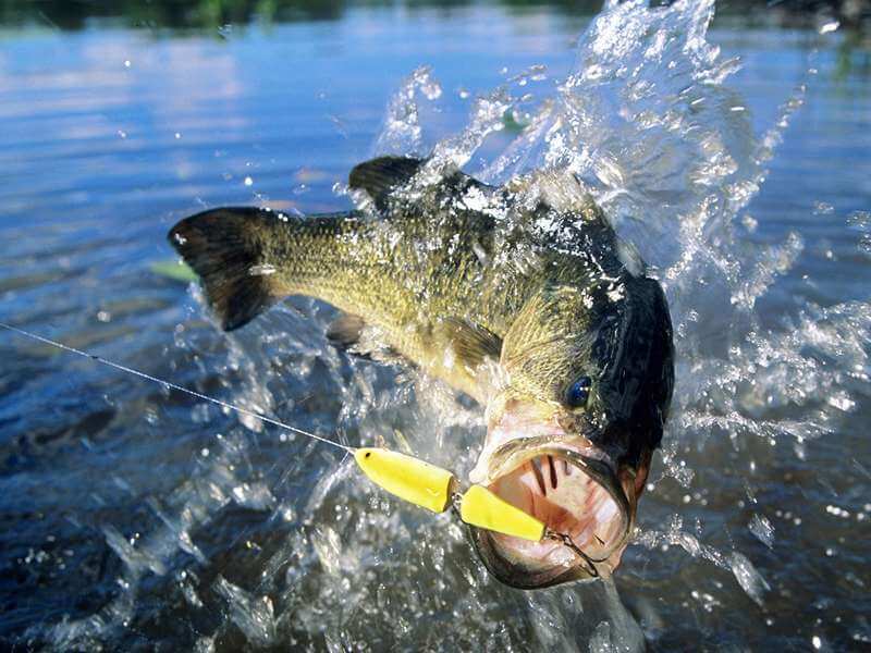 Doa untuk Memancing Ikan Besar