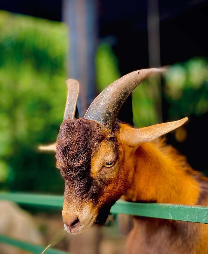 Sunway Lagoon Wildlife Park