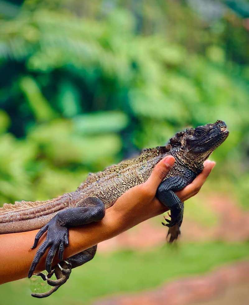 Sunway Lagoon Wildlife Park