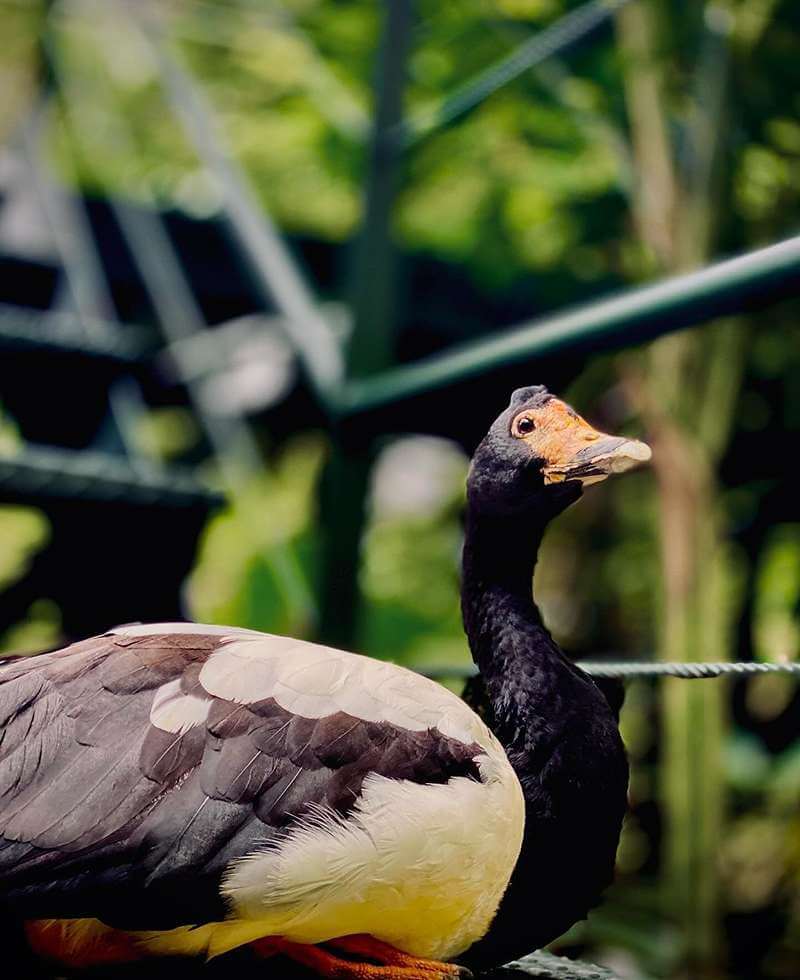 Sunway Lagoon Wildlife Park