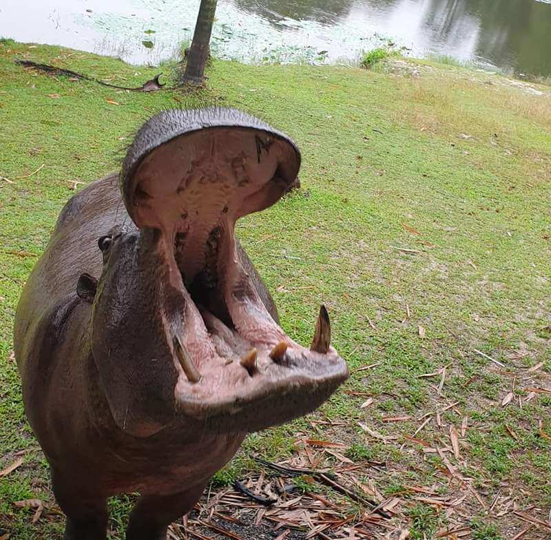 Paya Indah Wetlands