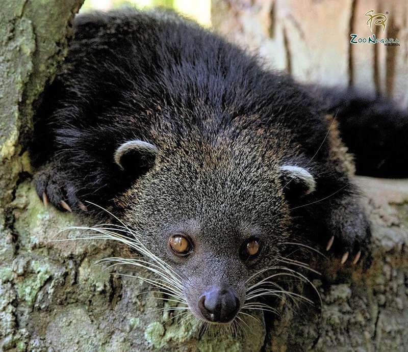 Zoo Negara - petting zoo selangor