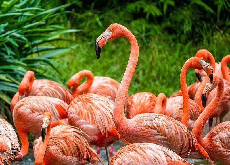 Jurong Bird Park