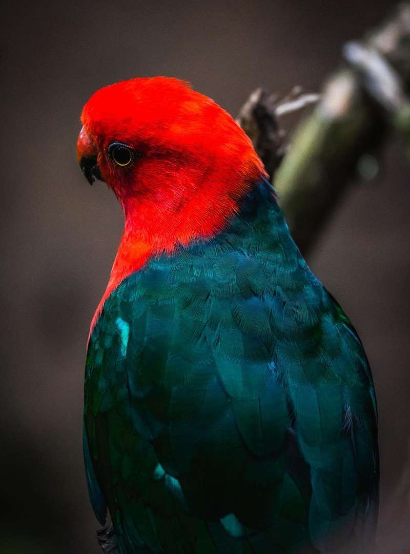 Jurong Bird Park