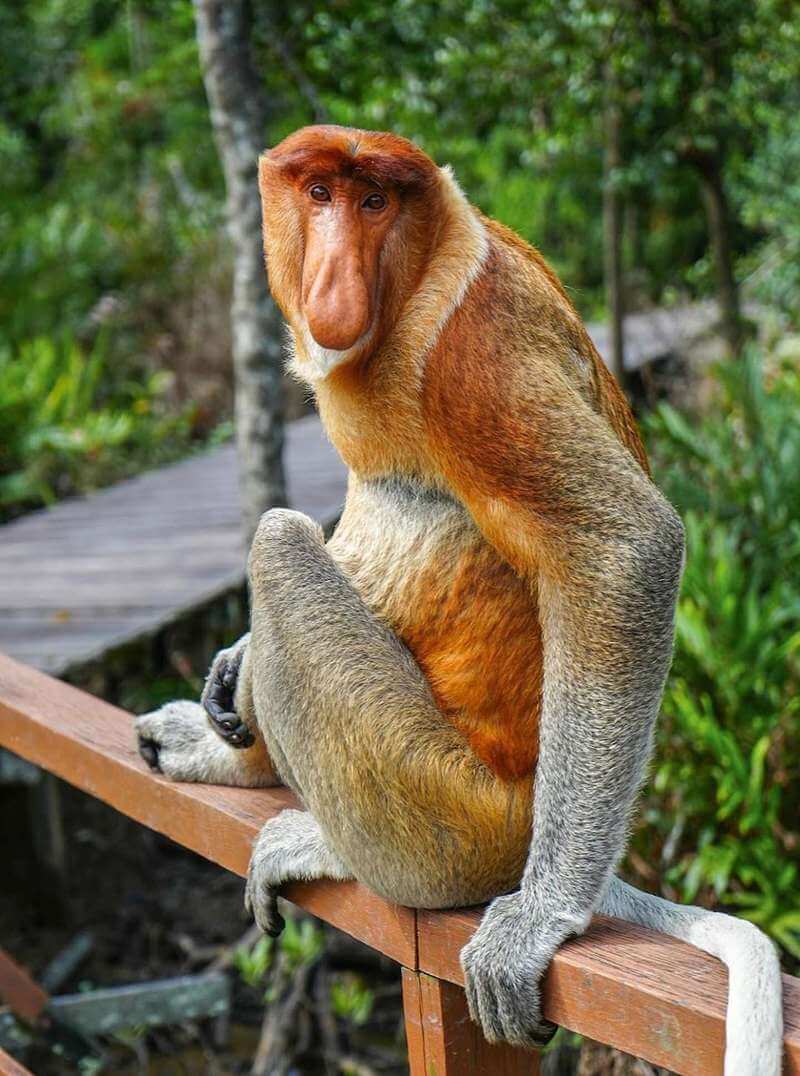 Labuk Bay Proboscis Monkey Sanctuary - Tempat Menarik di Sandakan