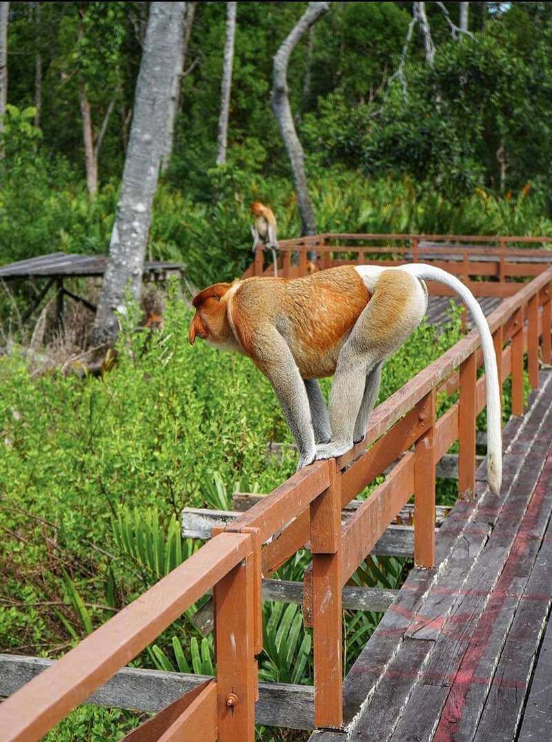 Labuk Bay Proboscis Monkey Sanctuary - Tempat Menarik di Sandakan