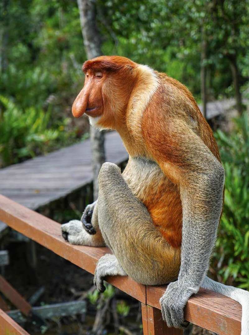 Labuk Bay Proboscis Monkey Sanctuary - Tempat Menarik di Sandakan