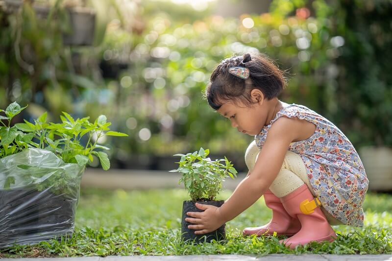 herba untuk kanak-kanak