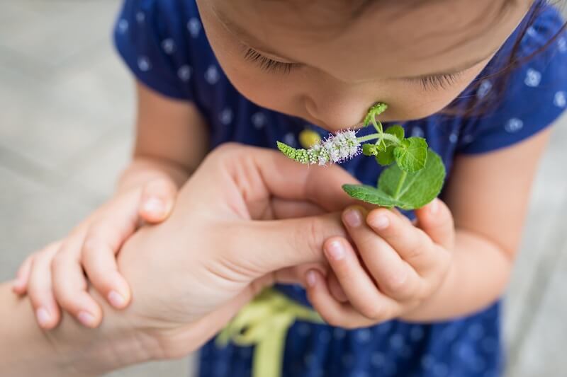 Herba Selamat untuk Anak Kecil