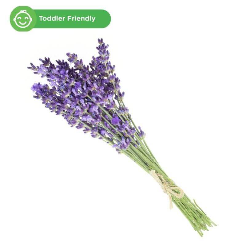 Lavender - Herba untuk Anak yang Berkhasiat