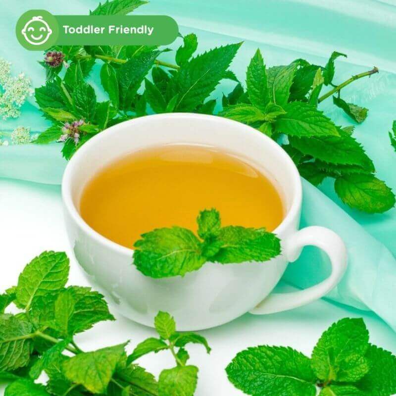 Lemon Balm - herba untuk anak anak