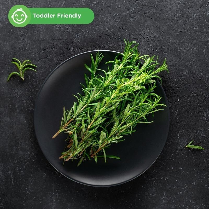 Rosemary - herba untuk kanak-kanak